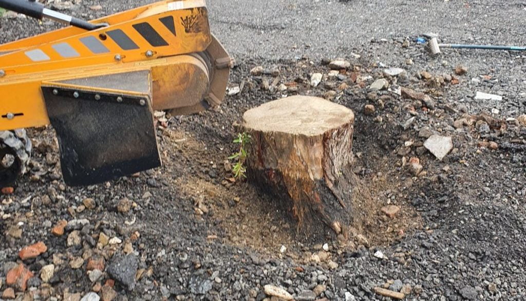 Tree stump grinding near Basildon, Essex. Another tree stump in the same area, this time a Willow stump that was in the ...