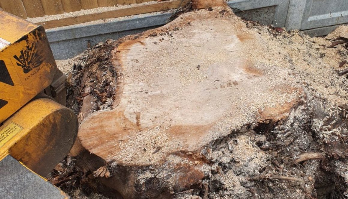 Tree stump grinding near Basildon, Essex. Here I had to remove a large eucalyptus tree stump, approximately 5 foot acros...