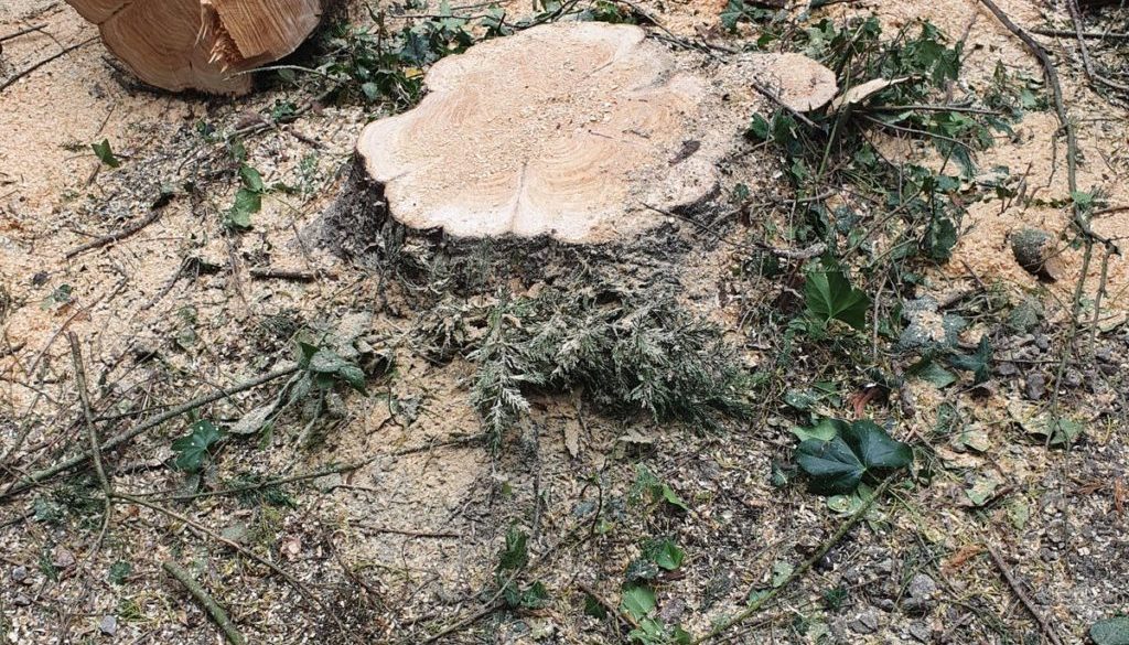 Tree stump grinding near Whepstead, Bury St Edmunds, Suffolk. The conifer tree stump was removed in preparation for a pa...
