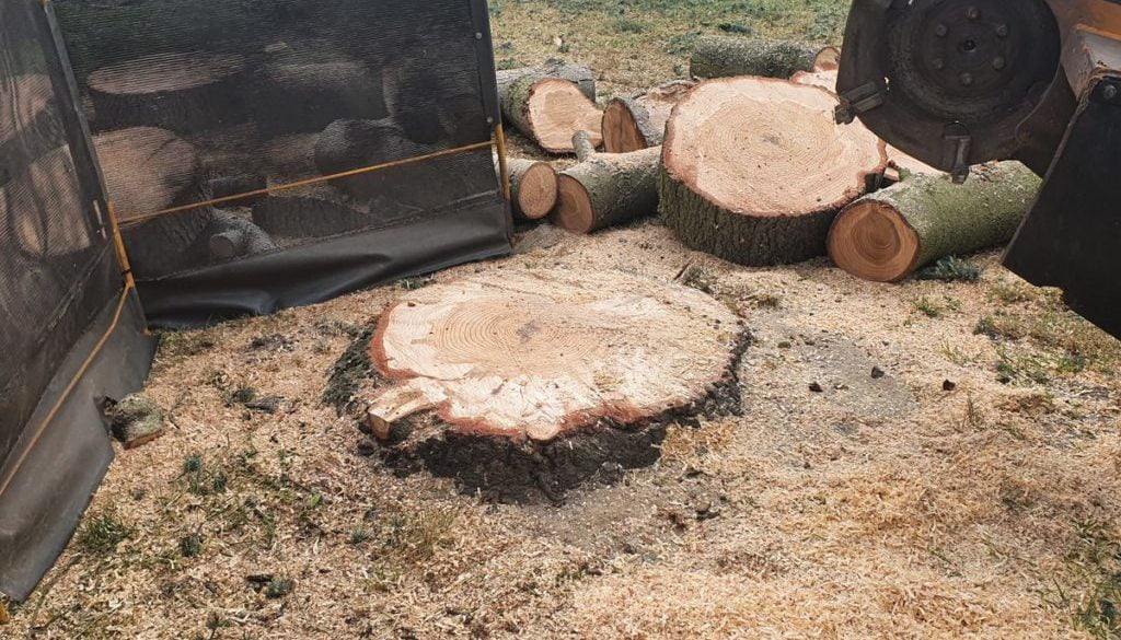 Tree stump grinding in Coxtie Green, near Brentwood, Essex. This large cedar tree was in the way of a children's play ar...