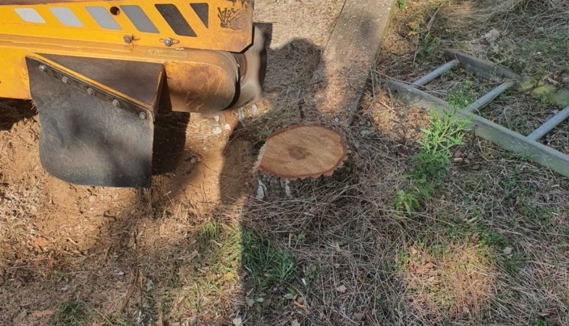 Tree stump grinding near Bicknacre, Danbury, Chelmsford, Essex Here I had a variety of different stumps to remove in pre...