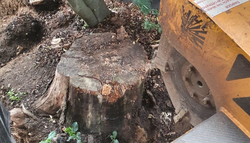 Tree stump grinding in Bishops Stortford, Hertfordshire, Essex. This particular tree stump had been cut down several yea...