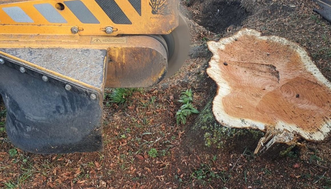 Tree stump grinding in Munden, near Maldon, Essex. Here I am removing some large conifer tree stumps that were close to ...
