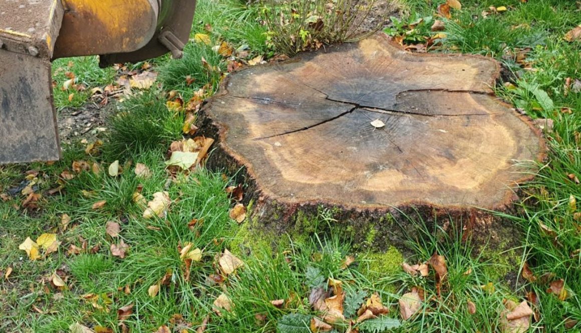 Tree stump grinding a large oak tree stump in Gosfield, near Halstead, Essex. A horse chestnut and lime tree stump were ...