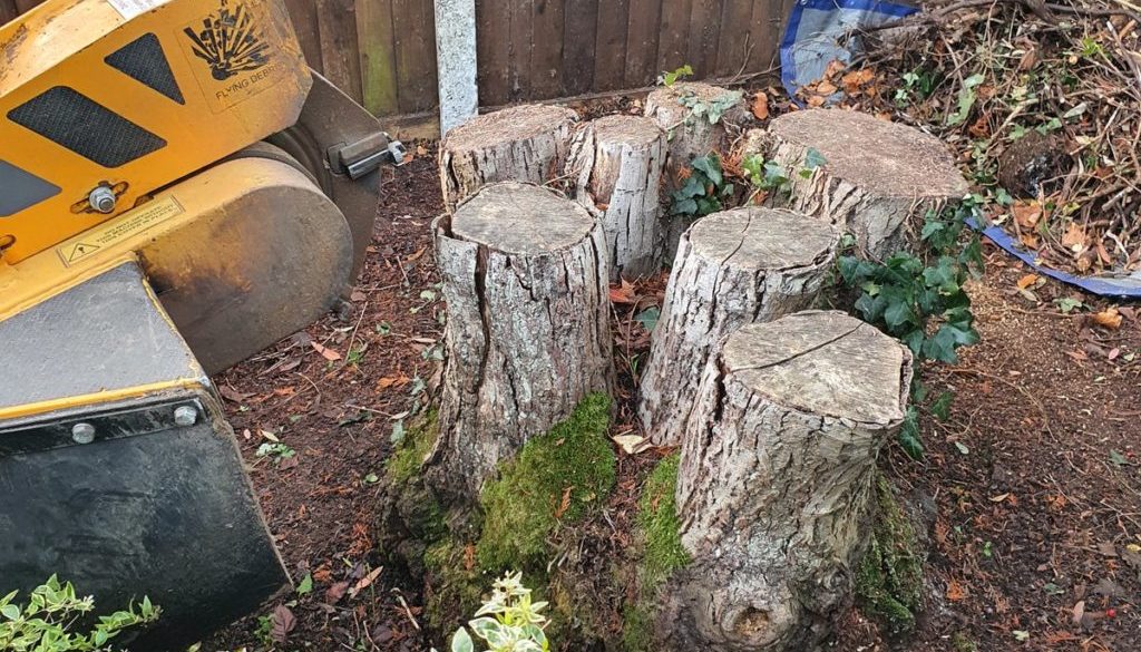 Tree stump grinding a willow tree stump in Wickham Bishops, near Tiptree, Essex. A small conifer tree stump was also rem...