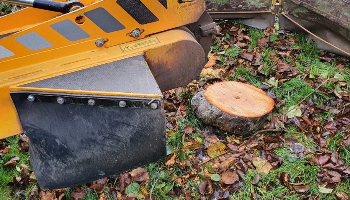 Tree stump grinding appletree stump in Springfield, near Chelmsford, Essex. Various other tree stumps were removed to ma...