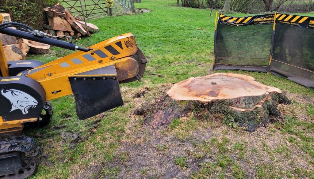 Tree stump grinding a large sycamore tree stump near Shudy Camps, Horseheath, Cambridgeshire. The large sycamore tree st...