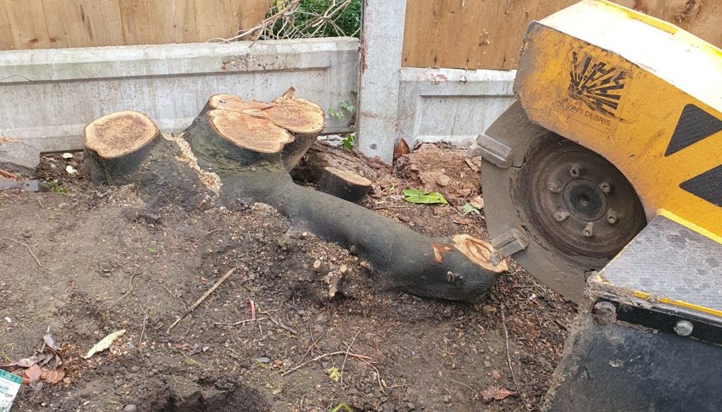 Tree stump grinding a laurel stump in Rayleigh, near Chelmsford, Essex. The laurel was actually pushing out the gravel b...