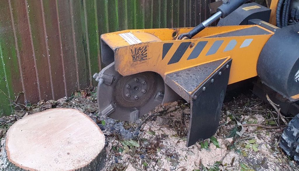 Tree stump grinding an ash tree stump in Great Waldringfield, near Sudbury, Suffolk. The tree stump was lifting the path...