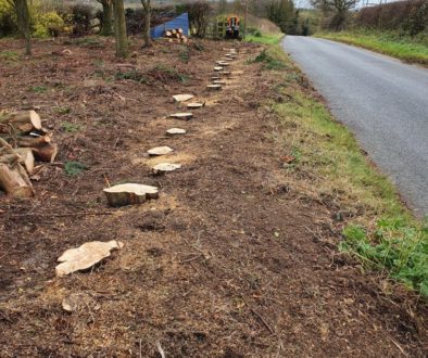 Tree stump grinding a row of about 70 conifer tree roots at Berden, near Newport, Saffron Walden, Essex. The conifers we...