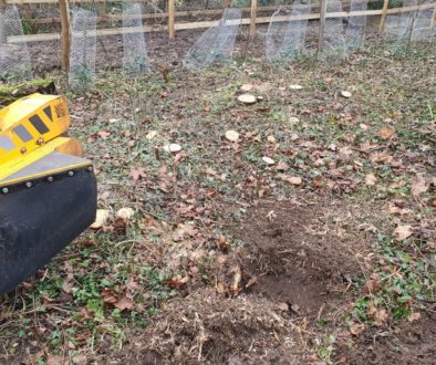 Tree stump grinding a selection of various tree roots at Hempstead, near Saffron Walden, Essex. The tree stumps were mai...