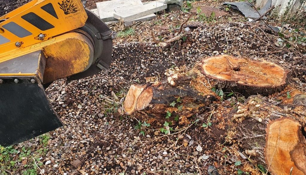 Tree stump grinding ash tree stump at Shudy Camps, near Ashdon, Saffron Walden, Essex. The tree was in the way of a new ...