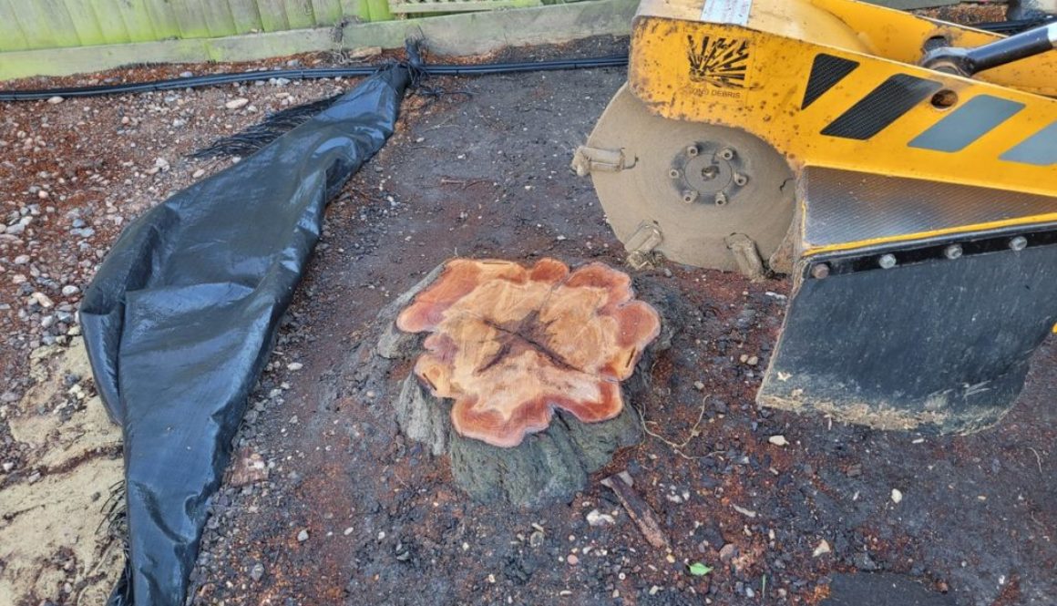 Removing a large cherry tree stump in Tollesbury, near Maldon, Essex. The tree stump was in the way of a landscape proje...