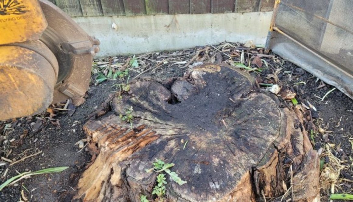 Removing a large conifer tree stump in Springfield, Chelmsford, Essex. The tree had been felled some time ago, however, ...