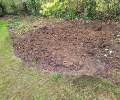Removing a large Hebe stump at Little Easton, near Dunmow, Essex. The Hebe was taking up a lot of space in the border, s...