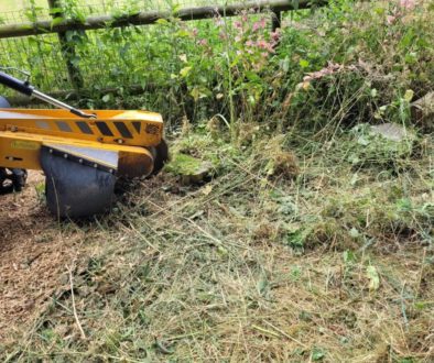 Removing five conifer tree stump's at Great Sampford, near Thaxted, Essex. The conifers had been felled several years ag...