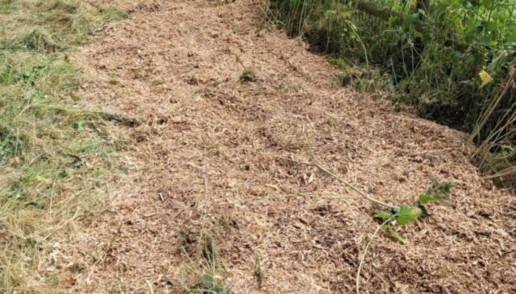The five conifer tree stump's at Great Sampford, near Thaxted, Essex are now all removed. The mixture of chippings and s...