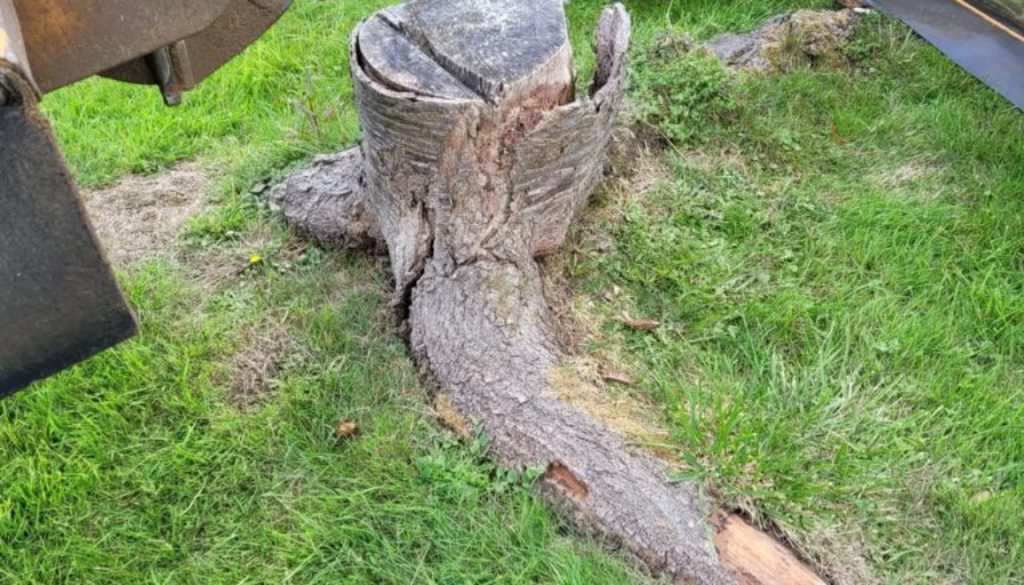 Grinding a couple of old cherry tree stumps in Bishops Stortford. Although the trees had been felled several years ago, ...