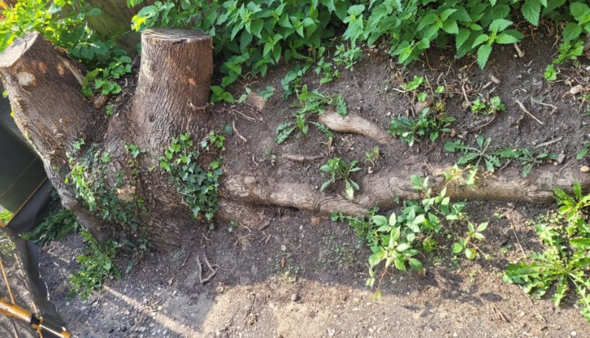 Removing an awkward tree stump in Great Bardfield, Essex. The tree stump was between a road and a fence, the route stret...