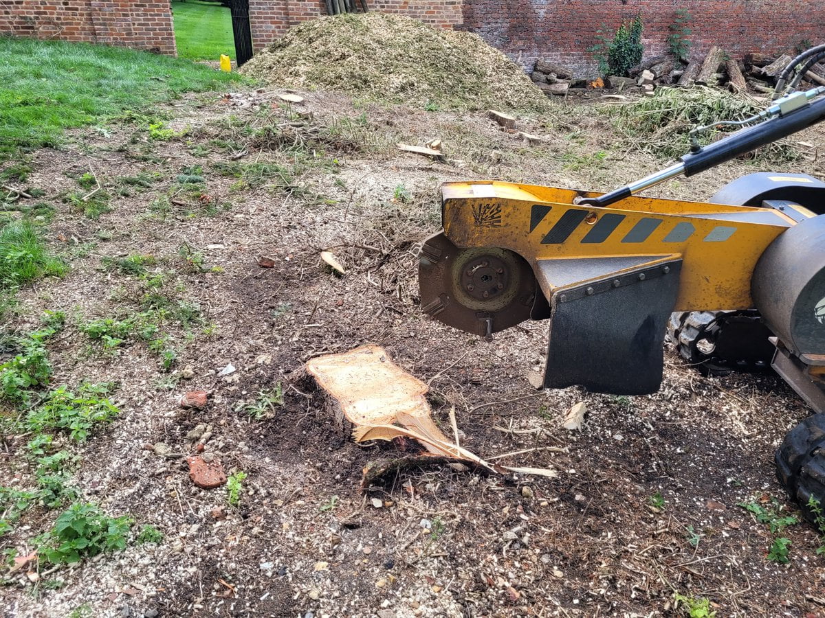 Removing dozens of dozens of Christmas tree stumps near Newport, Essex. The trees were removed as the tree roots were di...