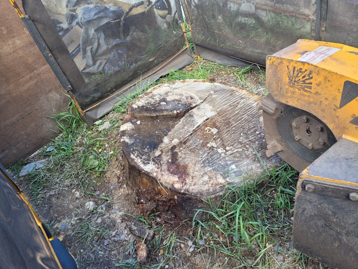 Tree stump grinding a large conifer stump at Long Melford, near Sudbury, Suffolk. The tree had been removed to widen the...