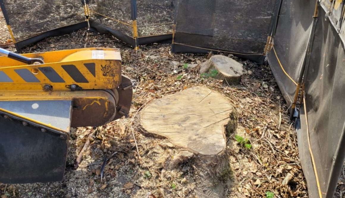 Tree stump grinding several large tree stumps at Sudbury, Suffolk. A few trees had been removed in preparation for a sma...