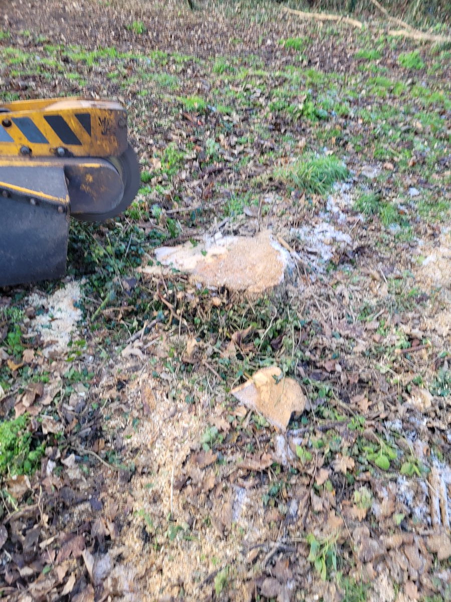Stump grinding many different tree stumps at Wickhambrook, near Bury St Edmunds, Suffolk. The garden had been left for s...