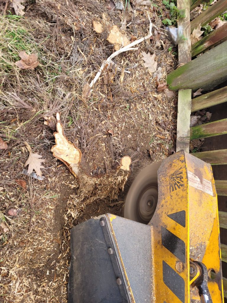 Here are more photographs of a stump grinding job at Finchingfield, on Bardfield Road, Essex. Already half the conifers ...