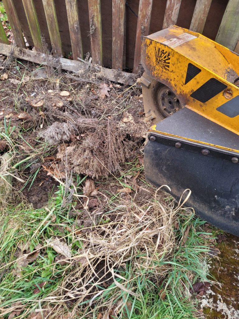 Here are the before photographs of a stump grinding job at Finchingfield, on Bardfield Road, Essex. This was a short row...