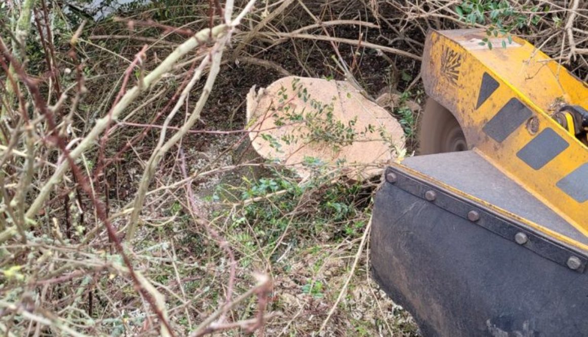 Tree stump grinding at Shalford, near Braintree, Essex. Several tree stumps were removed, the majority of the stumps wer...