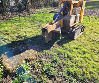 Tree stump grinding two large conifer stumps between Stambourne and Toppesfield, Halstead, Essex. The two trees have bee...