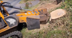 Tree Stump Grinding At Ugley Near Saffron Walden Essex