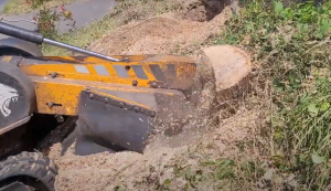 Halfway Through Grinding The Tree Stump