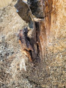 Stump Grinding A Large Willow Tree Stump With Iron Bar