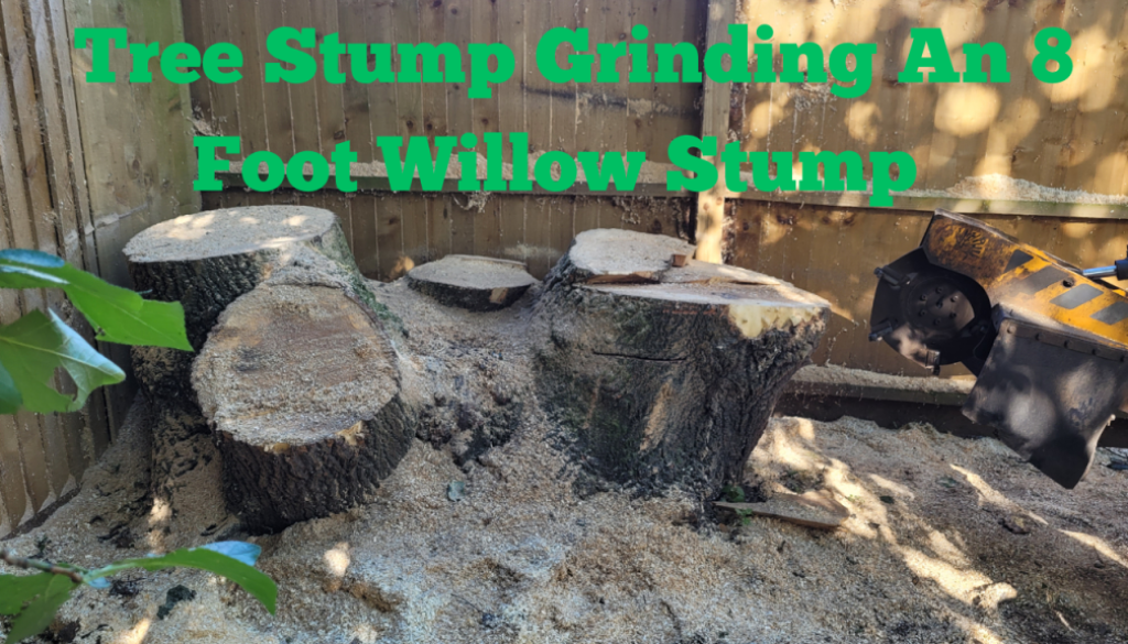 Tree Stump Grinding An 8 Foot Willow Stump