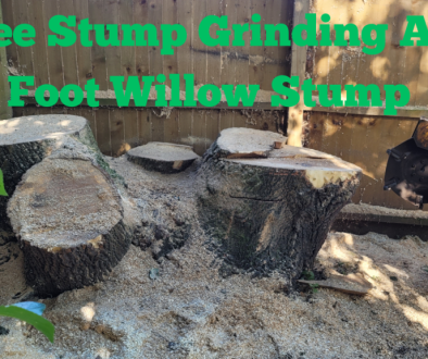 Tree Stump Grinding An 8 Foot Willow Stump