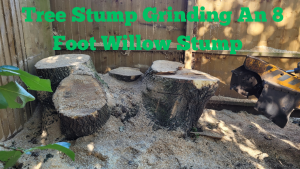 Tree Stump Grinding An 8 Foot Willow Stump