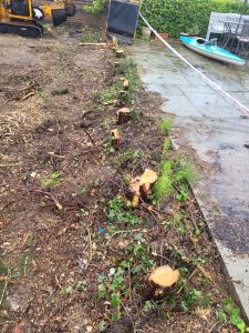 Tree stump grinding near Goldhanger, Maldon, Essex