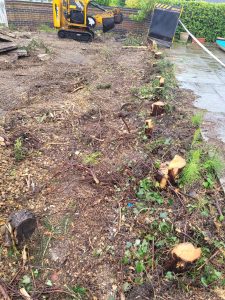 Tree stump grinding near Goldhanger, Maldon, Essex