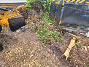 Tree stump grinding near Goldhanger, Maldon, Essex