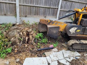 Removing A Larger Tree Stump At Bishops Stortford