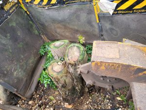 Tree Stump Grinding In Bishops Stortford