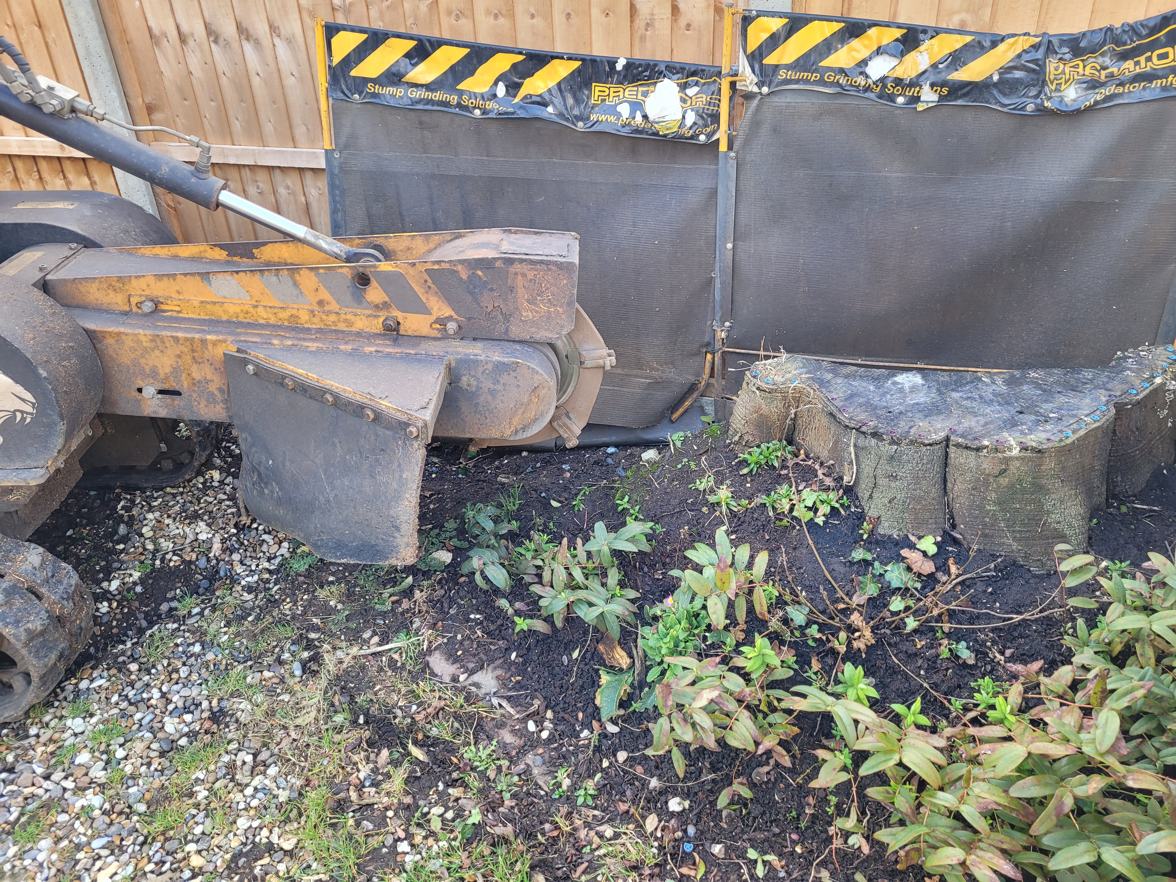 Tree Stump Grinding At Bishops Stortford