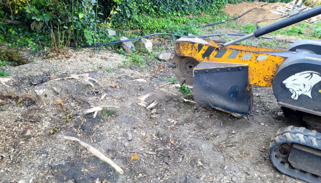 Tree Stump Removal In Shenfield