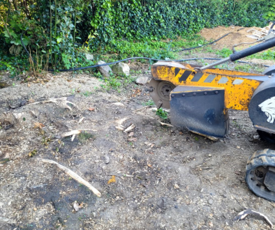 Tree Stump Removal In Shenfield