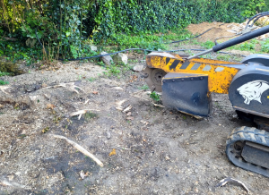 Tree Stump Removal In Shenfield